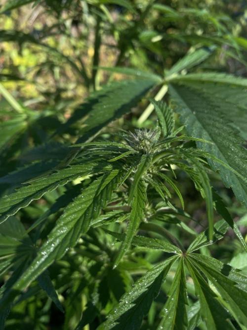 Late guerilla grow. Week 14