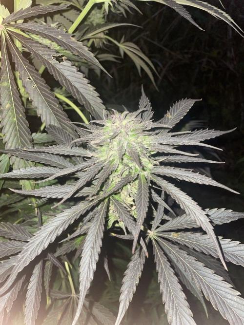 Late guerilla grow. Week 20