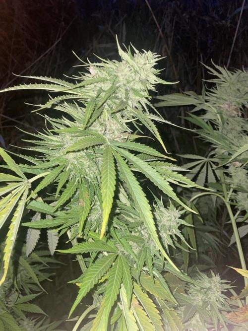 Late guerilla grow. Week 20