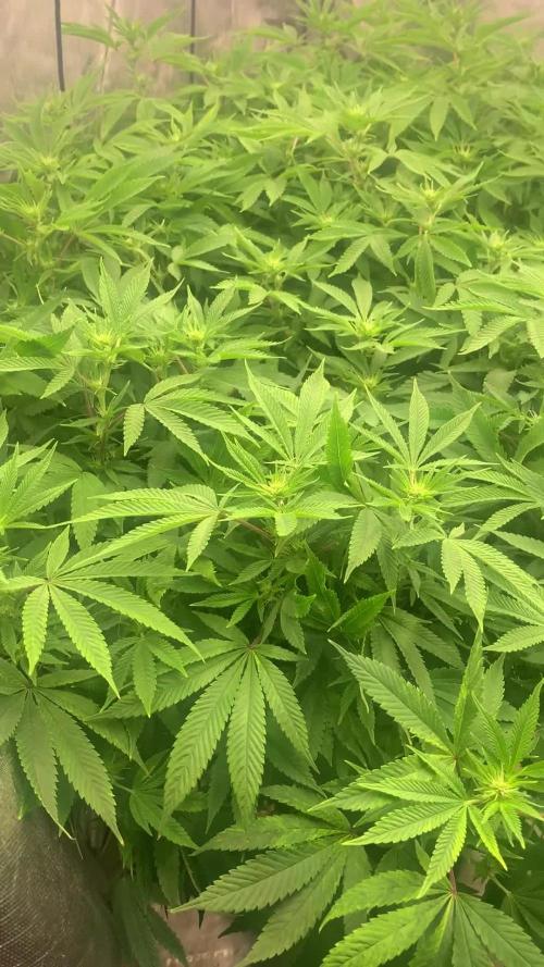 High and Lonesome.. Angel-Band ( Appalachia x Headband)