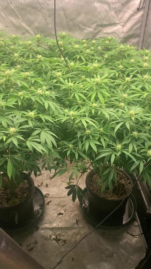 High and Lonesome.. Angel-Band ( Appalachia x Headband)