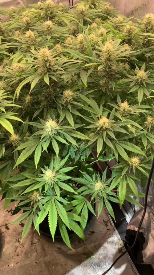 High and Lonesome.. Angel-Band ( Appalachia x Headband)