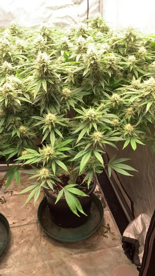 High and Lonesome.. Angel-Band ( Appalachia x Headband)