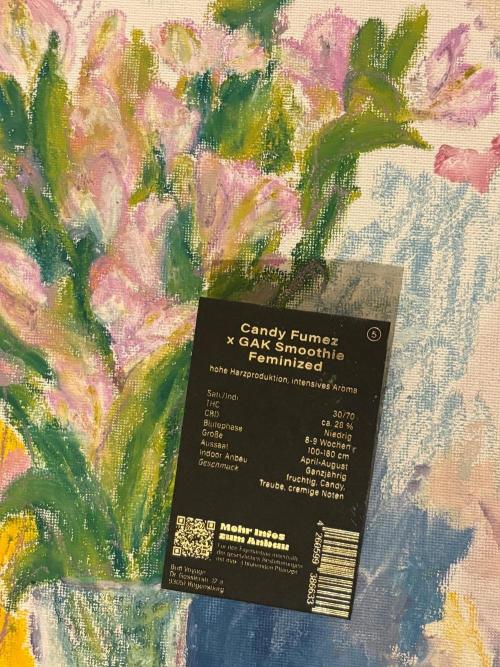 Candy Fumez X GAK Smoothie. Week 0