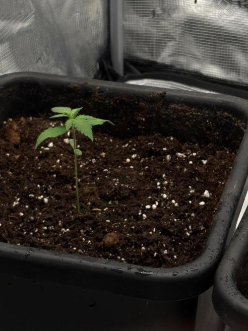 Candy Factory 🍬Candy FumezXGAKSmoothie. Week 2