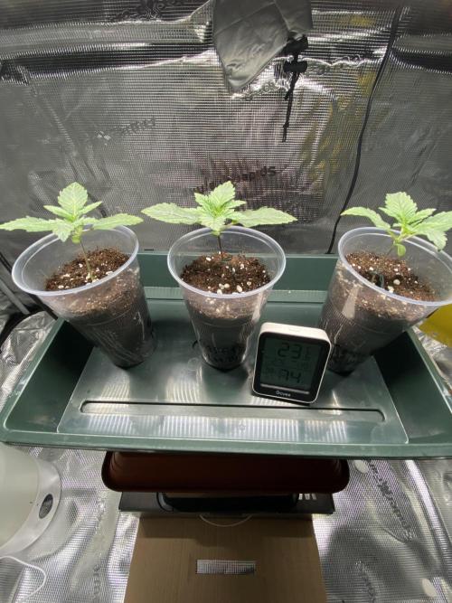 Noob Grow: Sweet Mandarine Zkittlez F1. Week 2 - Chewsday