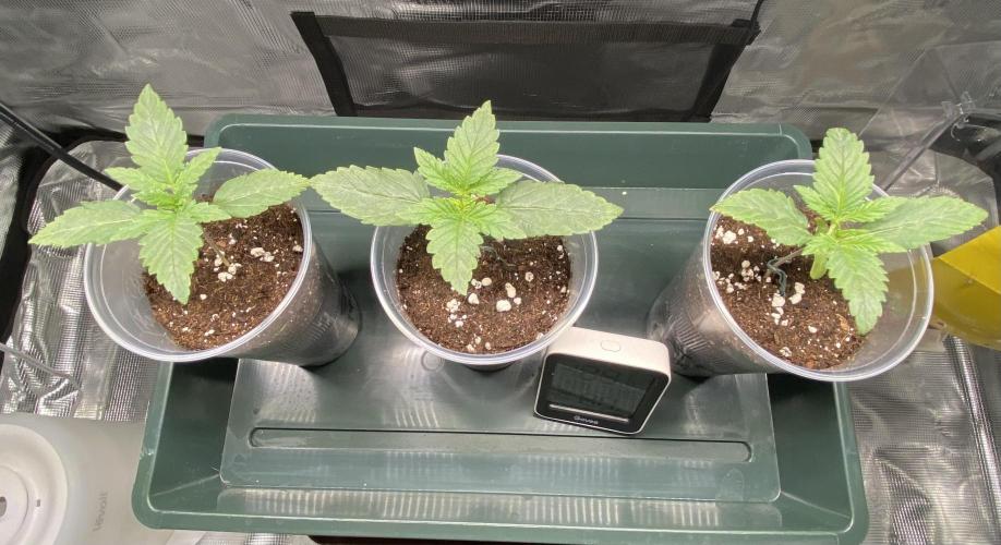 Noob Grow: Sweet Mandarine Zkittlez F1. Week 2 - Chewsday