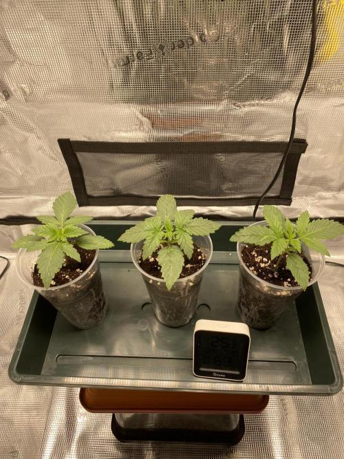 Noob Grow: Sweet Mandarine Zkittlez F1. Week 2 - Thursday - Switched on the Mainlight 