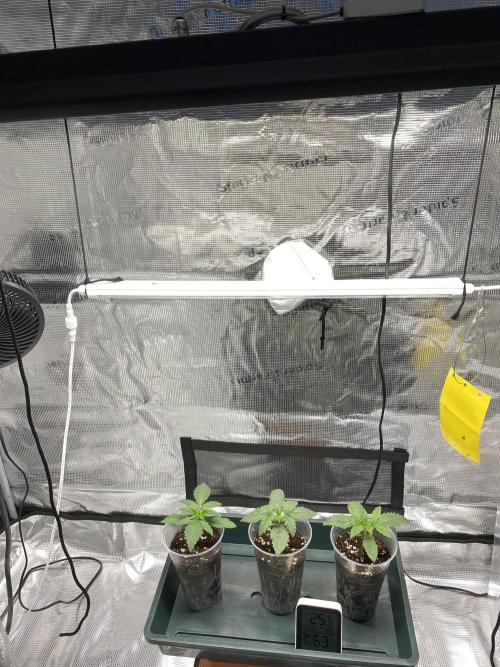 Noob Grow: Sweet Mandarine Zkittlez F1. Week 2 - Thursday - Switched in the Mainlight 