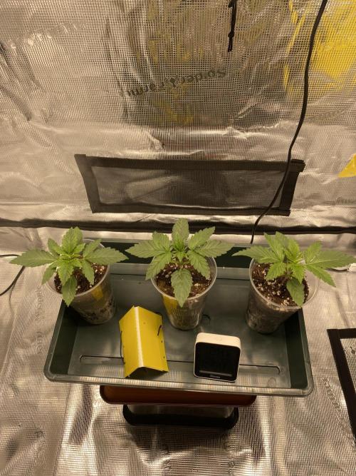 Noob Grow: Sweet Mandarine Zkittlez F1. Week 2 - Friday - before transplant