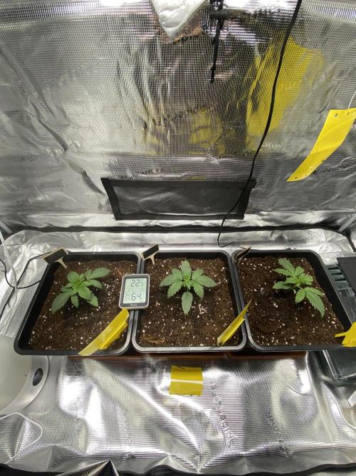 Noob Grow: Sweet Mandarine Zkittlez F1. Week 2 - Friday - after transplant