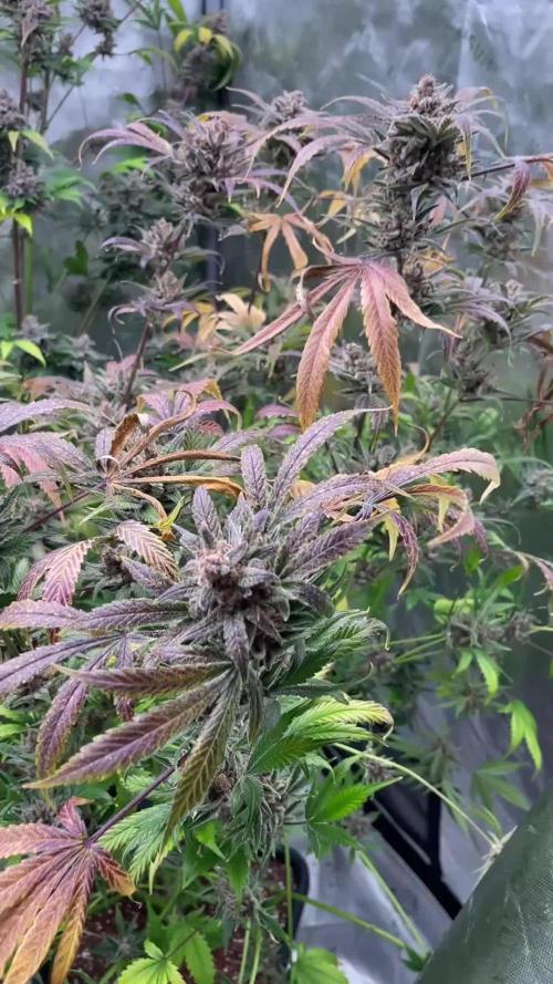 Frostbanger - Fastbuds