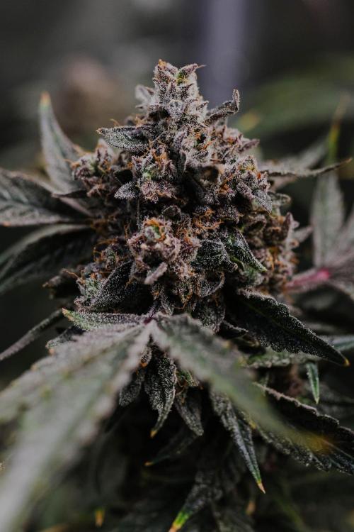 Lord of the Runtz - Mephisto Genetics. Week 12