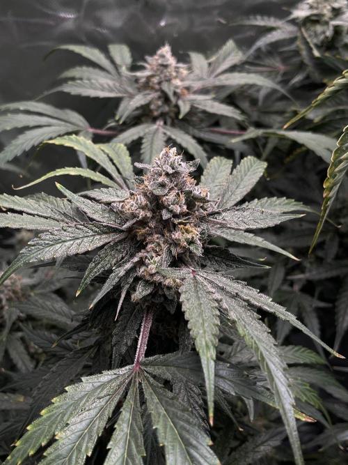 Lord of the Runtz - Mephisto Genetics. Week 12