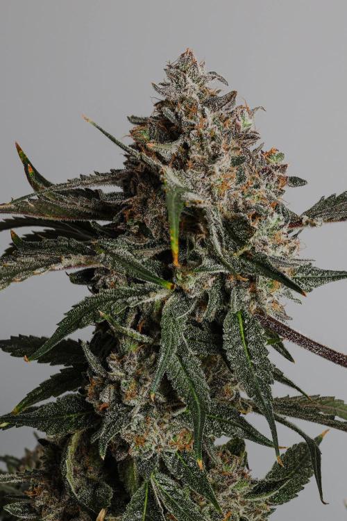 Lord of the Runtz - Mephisto Genetics. Week 12