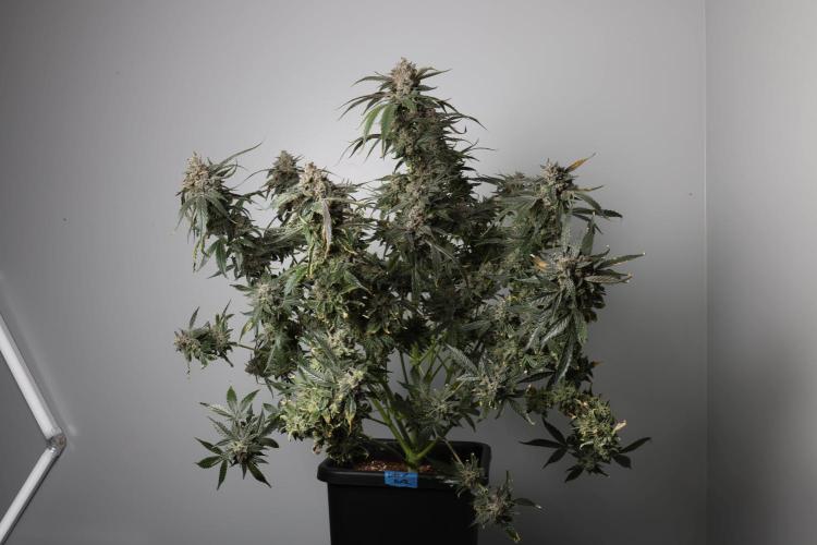 Lord of the Runtz - Mephisto Genetics. Week 12