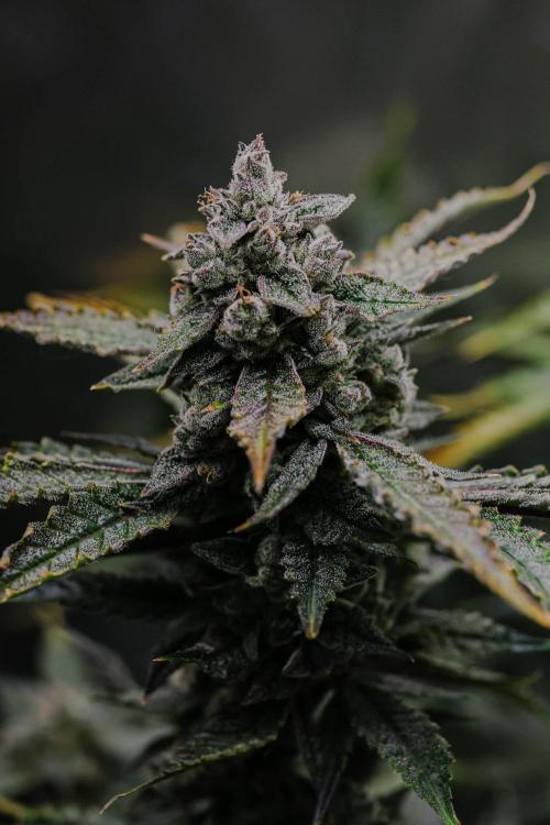 Kiwi Lime 1 - Mephisto Genetics Tester. Week 12