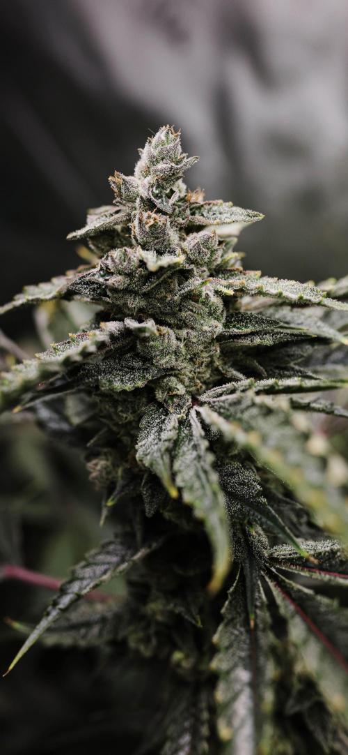 Kiwi Lime 1 - Mephisto Genetics Tester. Week 12