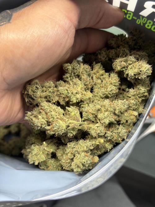 Kiwi Lime 1 - Mephisto Genetics Tester. Week 12