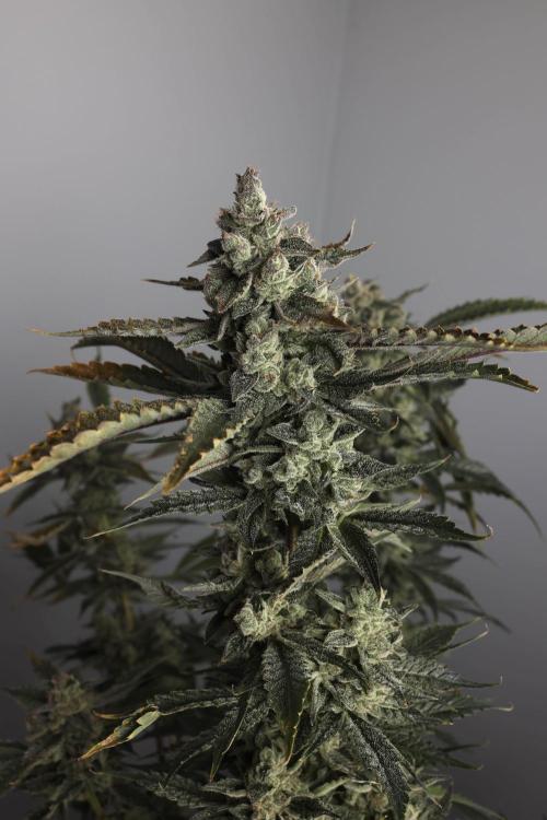 Kiwi Lime 1 - Mephisto Genetics Tester. Week 12