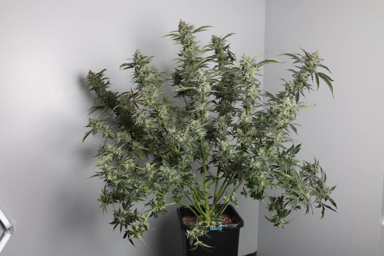 Kiwi Lime 1 - Mephisto Genetics Tester. Week 12