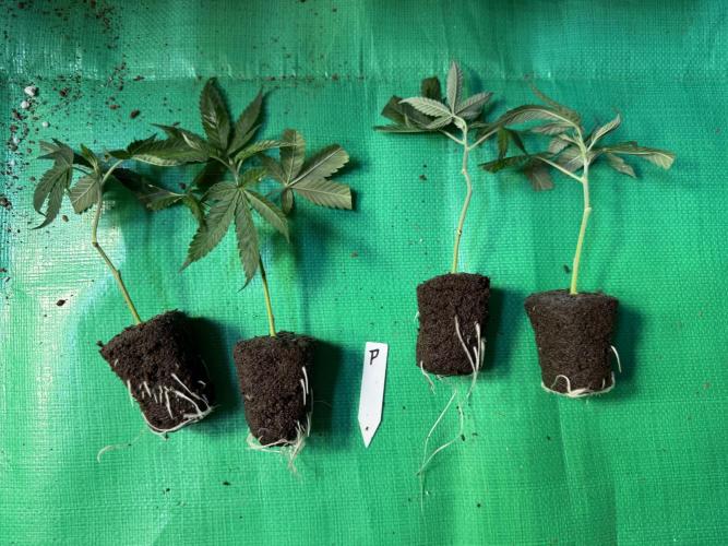 Papayton - Fastbuds Clone. Week 0