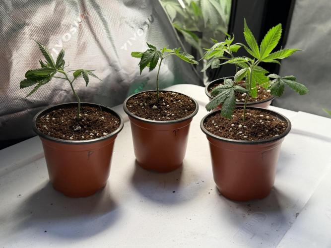 Papayton - Fastbuds Clone. Week 0