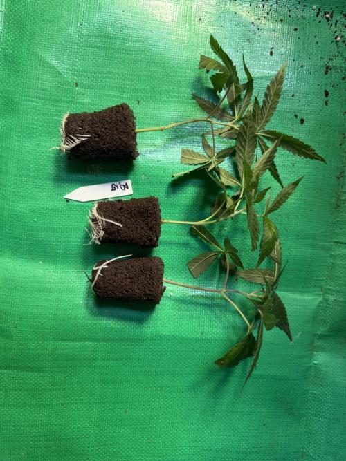 Biscotti Gelato - Fastbuds Cllne. Week 0