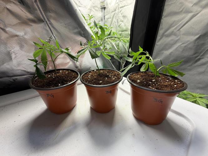 Biscotti Gelato - Fastbuds Cllne. Week 0