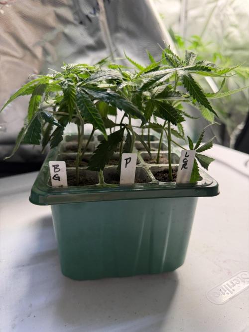 Papayton - Fastbuds Clone. Week 0