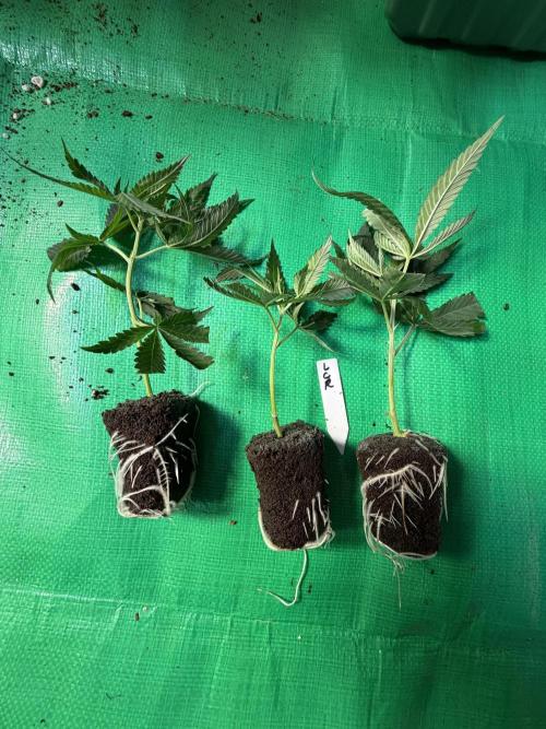 Lemon Cherry Runtz - Fastbuds Clone. Week 0