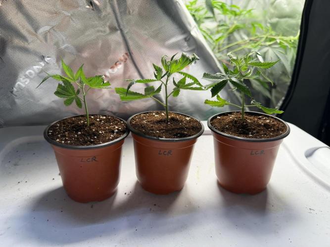 Lemon Cherry Runtz - Fastbuds Clone. Week 0