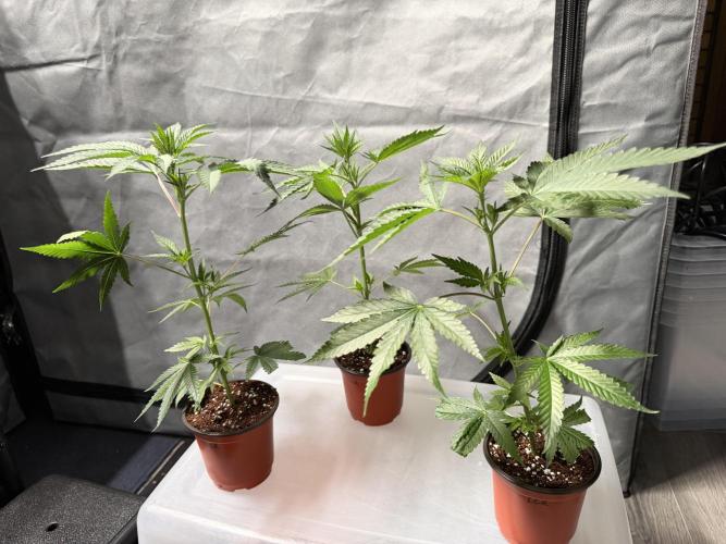 Lemon Cherry Runtz - Fastbuds Clone. Week 1