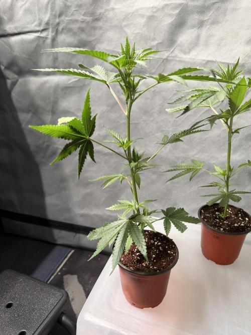 Lemon Cherry Runtz - Fastbuds Clone. Week 1