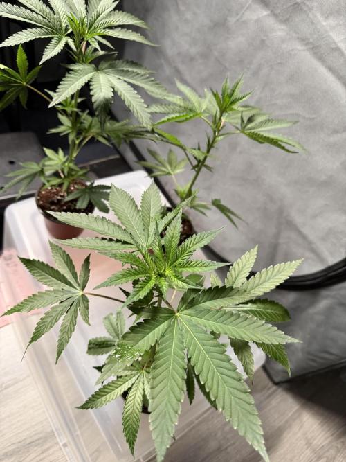 Lemon Cherry Runtz - Fastbuds Clone. Week 1