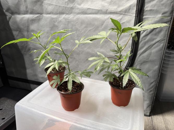 Biscotti Gelato - Fastbuds Cllne. Week 1