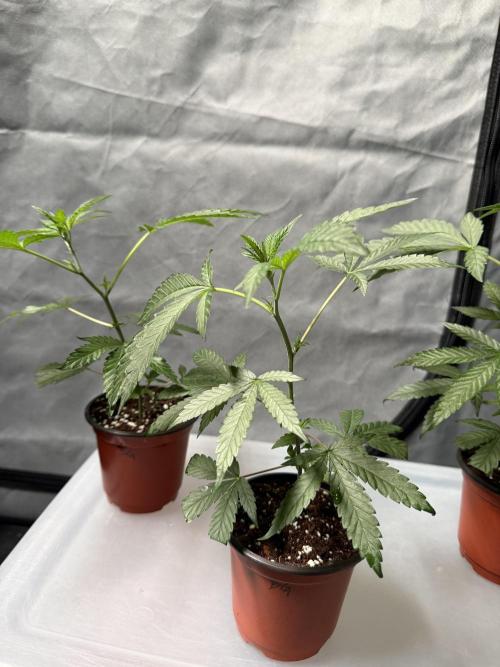 Biscotti Gelato - Fastbuds Cllne. Week 1