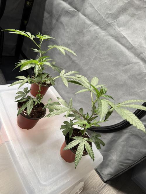 Biscotti Gelato - Fastbuds Cllne. Week 1