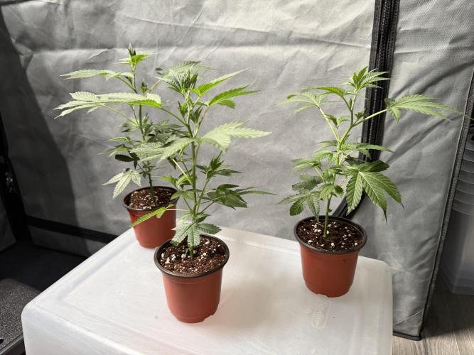 Papayton - Fastbuds Clone. Week 1