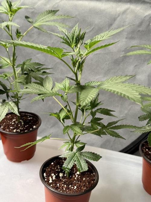 Papayton - Fastbuds Clone. Week 1