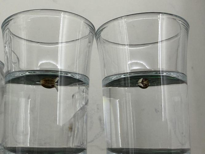 Orange O’z - Mephisto Genetics. Week 0