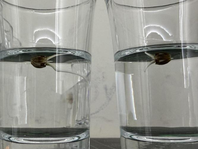 Orange O’z - Mephisto Genetics. Week 0