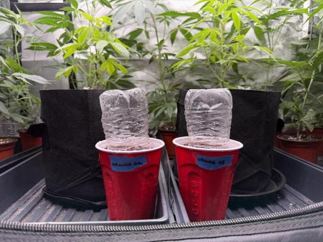 Orange O’z - Mephisto Genetics. Week 0