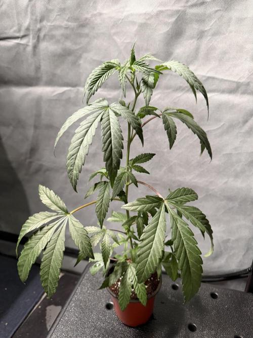 Biscotti Gelato - Fastbuds Cllne. Week 2