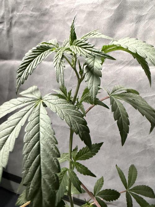 Biscotti Gelato - Fastbuds Cllne. Week 2