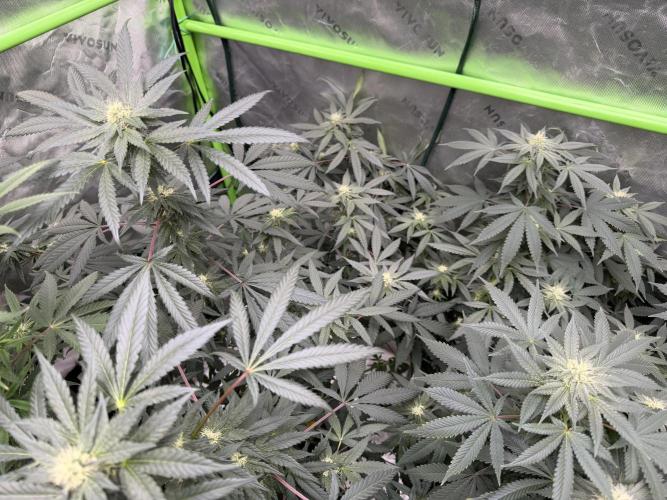 Biscotti Gelato - Fastbuds Cllne. Week 3