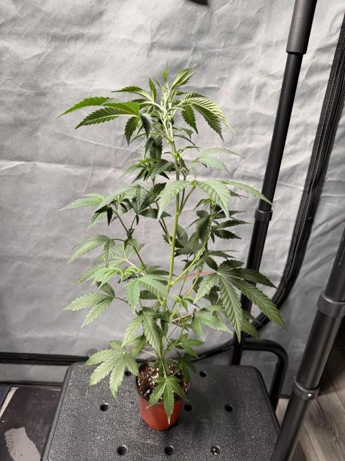 Papayton - Fastbuds Clone. Week 2