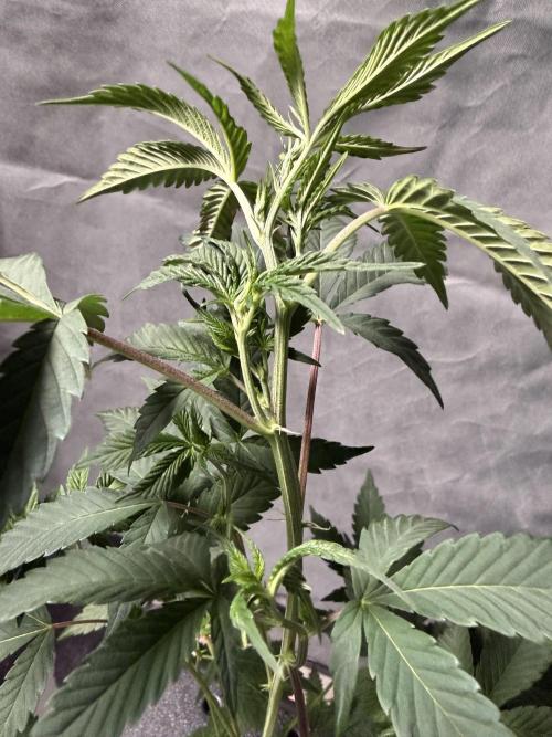 Papayton - Fastbuds Clone. Week 2