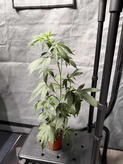 Lemon Cherry Runtz - Fastbuds Clone. Week 2