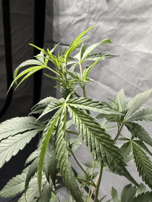 Lemon Cherry Runtz - Fastbuds Clone. Week 2